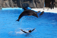 Batumi dolphinarium